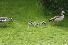 Egyptian Geese With Goslings