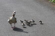 Egyptian geese with goslings