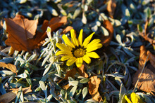 A Bright Yellow Flower, Gazania Rigens, Growing Between Succulents And Dry Autumn Leaves. Concept Of Spring And Persistence. 