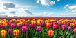 Vibrant tulip field under a blue sky with fluffy white clouds in the background, a colorful spring landscape