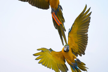 blue and yellow macaw free flying on the sky