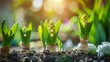 Sunlight filtering through young hyacinth plants in a vibrant spring garden