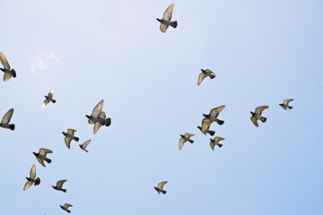 Wall Mural - Taubenschwarm im Flug