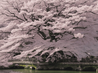  cherry blossom in japan road nature,AI generated