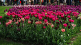 Fototapeta Uliczki - Keukenhof Tulip Garden