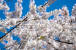 Cherry blossom flowers and blue sky in Washington DC