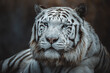 Indian Tiger (Panthera tigris tigris) detail portrait
