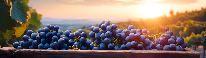 Wall Mural - Blue vine grapes harvested in a wooden box with vineyard and sunshine in the background. Natural organic fruit abundance. Agriculture, healthy and natural food concept. Horizontal composition, banner.