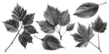 Set Of Leaves, Old Carved Leaves Leaf Vector Vintage Illustration Leaf Print.