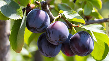 Ripe Plums On A Tree Branch In The Garden. Plums On A Branch