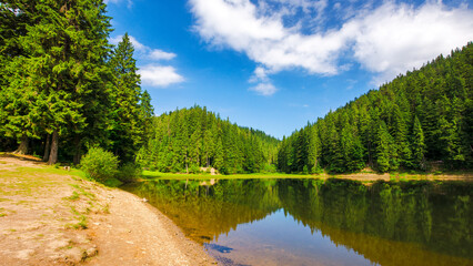 Wall Mural - scenery of a synevyr lake in morning light. beautiful summer landscape of carpathian mountains. green environment of national park with coniferous forest beneath a blue sky reflecting in the water