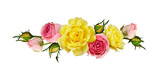 Fototapeta Panele - Pink and yellow rose flowers in a line arrangement isolated on white or transparent background. Flat lay. Top view.
