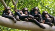 A Group Of Chimpanzees Enjoying A Leisurely Aftern Upscaled 37