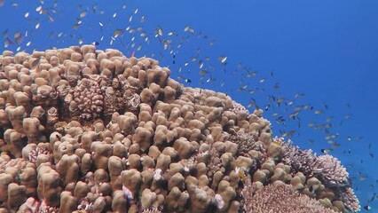 Wall Mural - Coral reef with swimming fish, hard corals in the tropical ocean. Scuba diving on the reef, marine life in the water. Fish and corals, underwater video with the aquatic wildlife. Ocean and life.