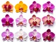 Set of Orchid flowers on a white background