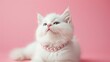 White cat wearing pink pearl necklace on pink background