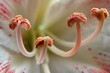 Macro photography of the stamen of a lily