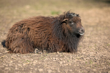 Wall Mural - Brown female ouessant sheep 