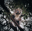 Koala in the wild with gum tree on the Great Ocean Road, Australia. Somewhere near Kennet river. Victoria, Australia.