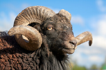 Wall Mural - Close-up head shot of brown male ouessant sheep with large horns