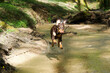 Front view of a fast running dog in a sunny stream in the middle of a forest.