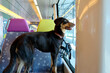 Large dog standing on seats and looking through a window inside a train without muzzle.
