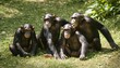 A Group Of Chimpanzees Playing Together In A Sun D Upscaled 349