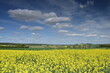 Gelbes Rapsfeld unter blauem Frühlimgshimmel in Schaumburg