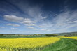 Tiefblauer, leicht bewölkter Frühlingshimmel über gelb leuchtendem Rapsfeld