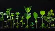 A variety of culinary herbs glow softly against a dark backdrop, highlighting their vibrant green hues and diverse shapes in a serene progression from seedling to full leaf.