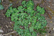 Gewöhnliche Akelei,  Aquilegia vulgaris