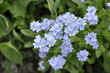 Blue forget-me-not flowers. The first spring flowers.