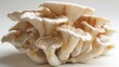 Delectable Oyster Mushrooms on a Pristine White Canvas Generative AI