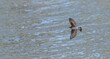 Rough winged swallow flies over a lake.