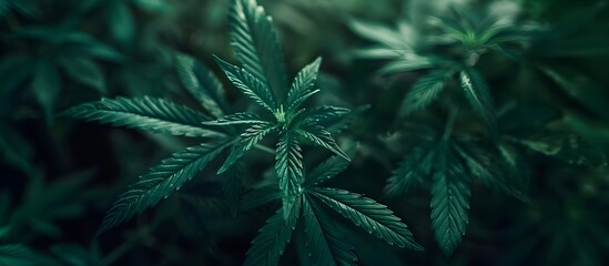  CBD Beautiful background green cannabis plantation, beautiful marijuana leaves with dark shadows, Medical Legal plant product oil concept, alternative herb medicine, banner empty copyspace for text 