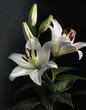 dark background and white lily flowers