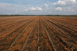 Effect of glyphosate herbicide sprayed on autumn-sown grain between stubbles of maize