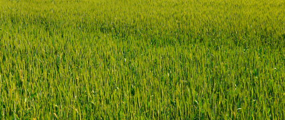 Wall Mural - Green wheat field on sunny day. Natural background. Wide photo.