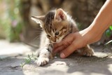 Fototapeta Koty - Cute tabby kitten interacts with a gentle human hand in a natural sunlit setting