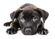 Black labrador puppy dog on white background