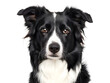 Border collie dog portrait on white background