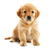 Golden retriever puppy dog on white background