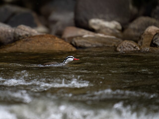 Rare Male Torrent duck swimming  in the mountain river with stones, Ecuador