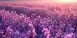 Serene Lavender Field at Sunset - A Tranquil Floral Landscape