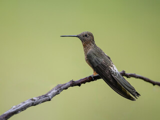 Poster - Giant Hummingbird  in flight on green yellow blur background