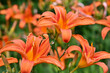 Orange daylily blooms profusely on nature