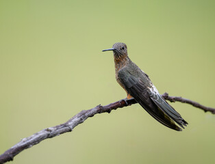 Poster - Giant Hummingbird on tree branch on green yellow blur background