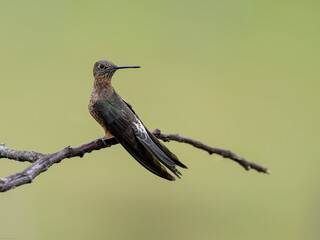 Poster - Giant Hummingbird on tree branch on green yellow blur background