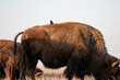 American Bison in the Prairie