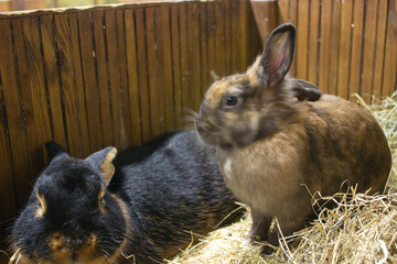 Canvas Print - Black and Brown Rabbits Together in Hay